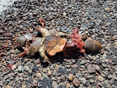 Kinosternon flavescens