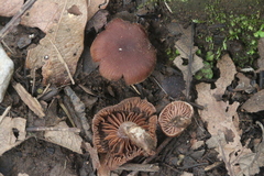 Nolanea