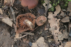 Nolanea