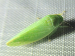 Gyponini
