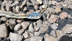 Thamnophis cyrtopsis cyrtopsis