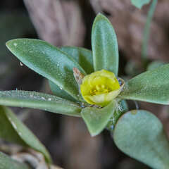 Portulaca mucronata