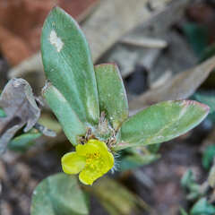 Portulaca mucronata