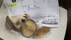 Lactarius argillaceifolius