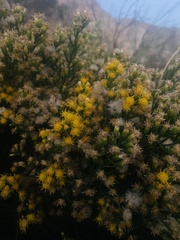 Lepidospartum squamatum