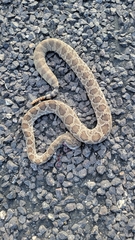 Crotalus scutulatus