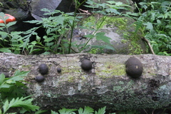 Daldinia concentrica