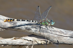 Erpetogomphus lampropeltis