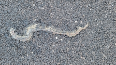 Rhinocheilus lecontei