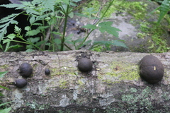 Daldinia concentrica