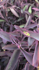 Tradescantia pallida