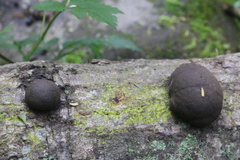 Daldinia concentrica