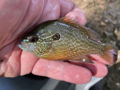 Lepomis marginatus