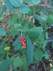 Lonicera hispidula