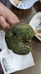 Lactarius atroviridis