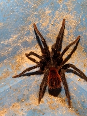 Stichoplastoris denticulatus
