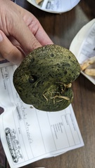 Lactarius atroviridis