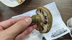 Lactarius atroviridis