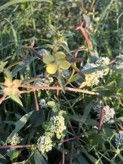 Mikania scandens
