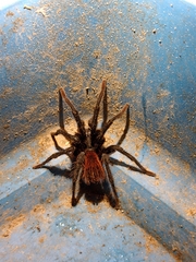 Stichoplastoris denticulatus