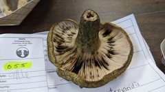 Lactarius atroviridis