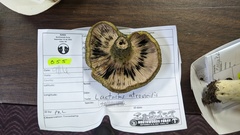 Lactarius atroviridis