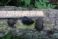 Daldinia concentrica