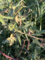 Mikania scandens