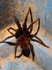 Stichoplastoris denticulatus