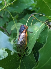 Magicicada septendecim