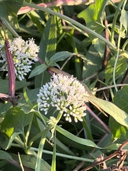 Mikania scandens