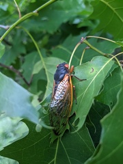 Magicicada septendecim