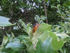 Magicicada septendecim