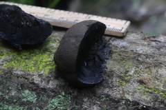 Daldinia concentrica
