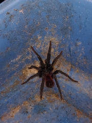 Stichoplastoris denticulatus