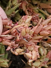 Suaeda