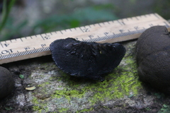 Daldinia concentrica