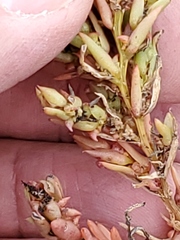 Suaeda