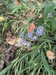 Symphyotrichum shortii