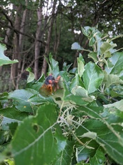 Magicicada septendecim