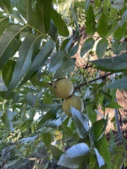 Juglans hindsii