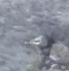 Motacilla cinerea patriciae