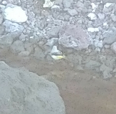 Motacilla cinerea patriciae