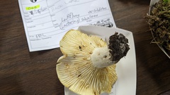 Lactifluus subvellereus