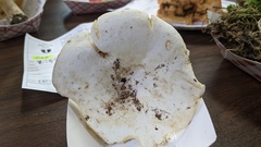 Lactifluus subvellereus