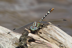 Erpetogomphus lampropeltis