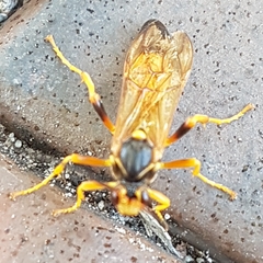 Callajoppa cirrogaster