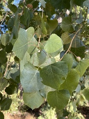 Populus fremontii