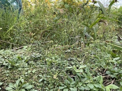 Arabidopsis thaliana