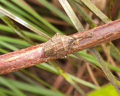 Eurinopsyche obscurata